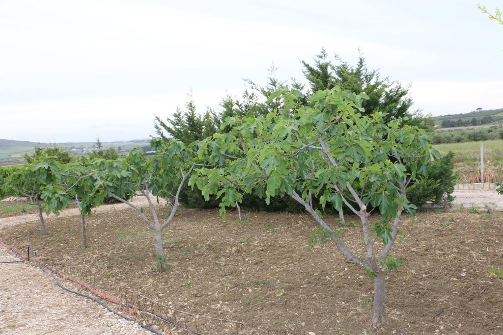 Villa Delle Palme Delfina Trapani Dış mekan fotoğraf