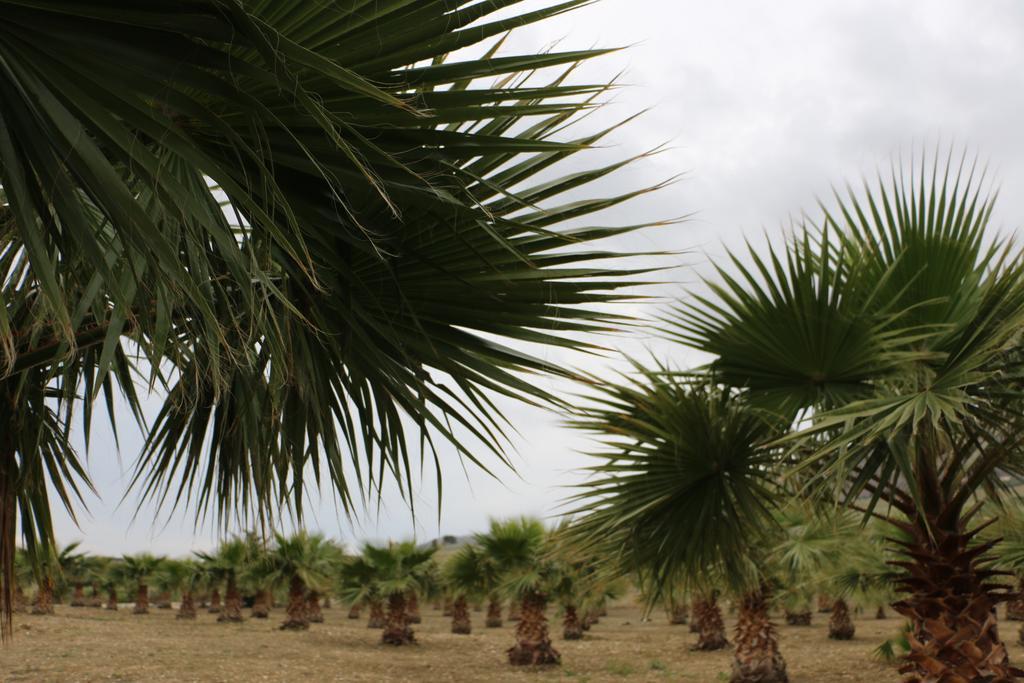 Villa Delle Palme Delfina Trapani Dış mekan fotoğraf