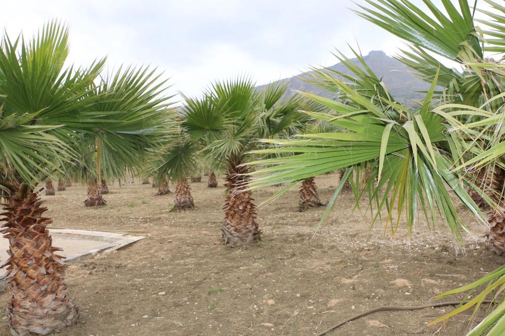 Villa Delle Palme Delfina Trapani Dış mekan fotoğraf